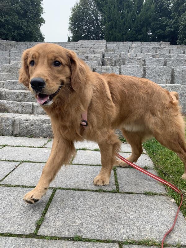 Dog